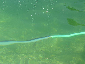 Detailansicht im Wasser