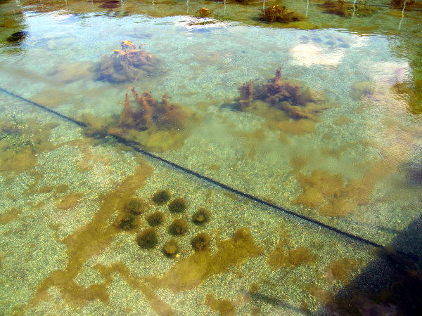 Verlegung in einem Filterbecken eines Naturbades