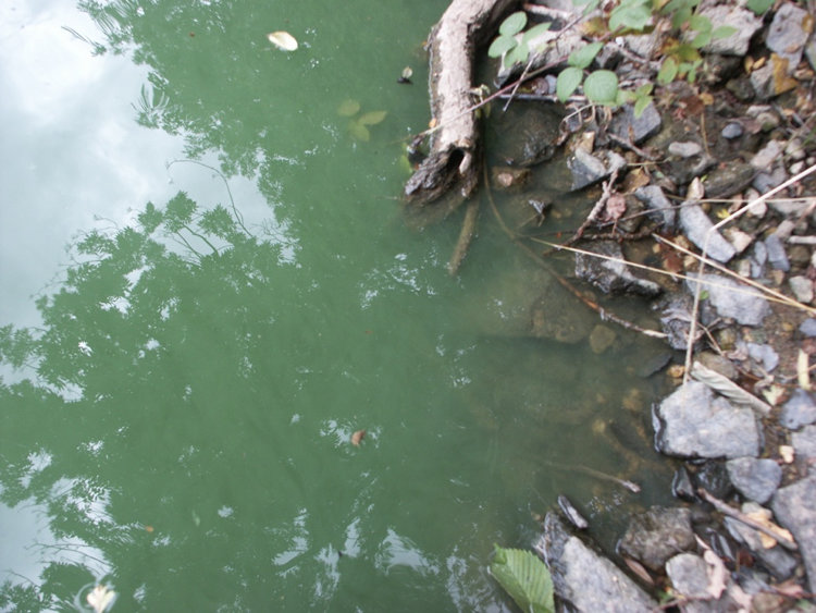 Stark mit Blaualgen kontaminiertes Gewässer vor der Sanierung